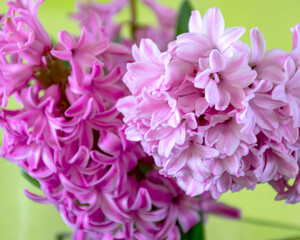 beautiful pink hyacinths, harbingers of spring, happy holidays