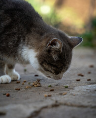 Farm kittens enjoying freedom in a small Bulgarian village near Yambol