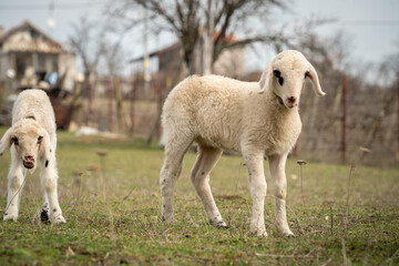 Obraz premium Sweet sheep family with baby lamb siblings