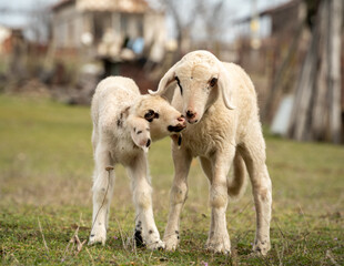 Sweet sheep family with baby lamb siblings