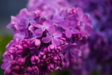 Fototapeta na wymiar lilac flowers closeup lilac color