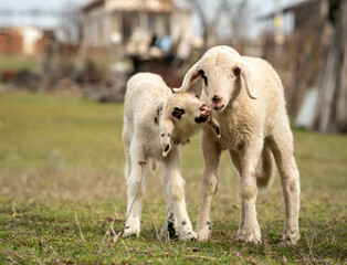 Obraz premium Sweet sheep family with baby lamb siblings