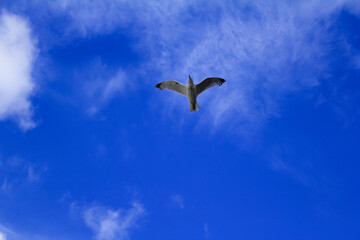 Bottom view of the sky. Flying gull in the blue sky with white clouds.