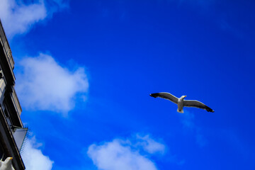 Bottom view of the sky. Flying gull in the blue sky with white clouds.