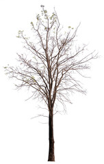 PNG death tree or leafless tree transparent PNG easy to drag and drop