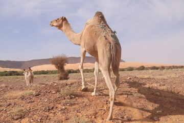 Dromadaire de Mauritanie