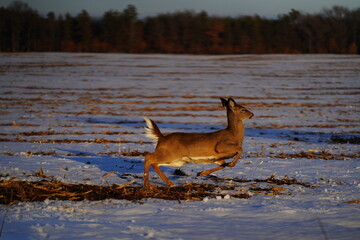 Naklejka na ściany i meble Female Whitetail deer feeding on a snow-covered crop field. 
