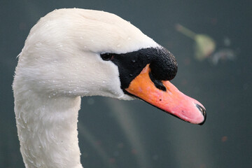Mute Swan (Cygnus olor), Victoria Park, Belfast, Northern Ireland, UK