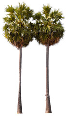 PNG file palm tree transparent background cut out from original background © Piyapa