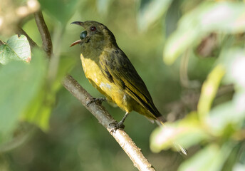 bird feeding fruit