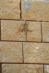 Sand lizard on a wall in Israel