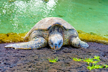 Hawaiian Green Sea Turtle soaking up the Sun
