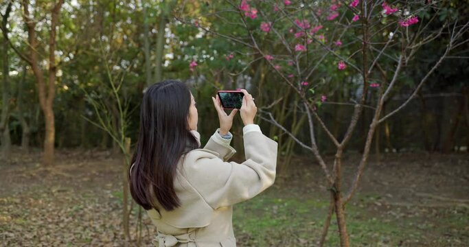 Woman take photo on cherry flower tree