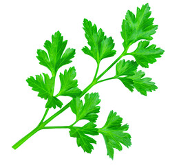 Parsley isolated on a white background. Fresh green vitamin parsley herb  closeup.