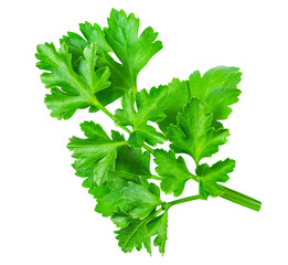 Fototapeta premium Parsley isolated on a white background. Fresh green vitamin parsley herb closeup.