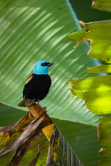 Blue necked Tanager or Tangara bird perched on a tree branch. Animal Themes