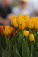 Yellow tulips are another popular color as well. Yellow symbolizes happiness. abundance respect or loyalty Friendship and Clarity in Relationships but in other words yellow tulips It can be used as a 