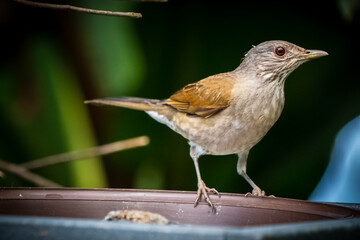 Animal themes: Pale breasted thrush or Speckled pigeon Zorzal perched on a branch
