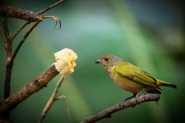 Fototapeta premium Animal themes: Orange-bellied Euphonia eating banana fruit on tree branch with green background 