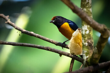 Animal themes: Orange Bellied Euphonia bird eating tropical fruit with green background