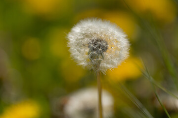 A blowball of dandelion (taraxacum) in front of a yellow and green blurry background