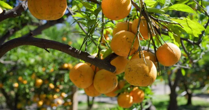 Orange tree in orange garden