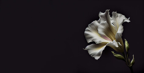 Fototapeta na wymiar dark white gladiolus flower, black background generative ai