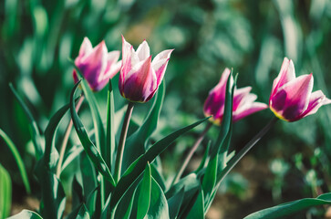 pink tulips and green leaves