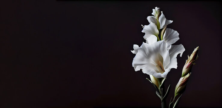 dark white gladiolus flower, black background generative ai