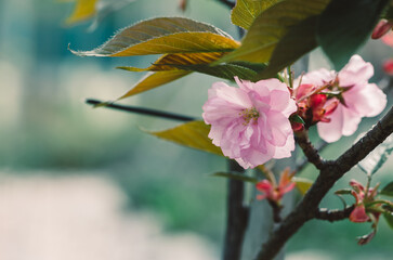 pink japanese cherry tree blooming in springtime
