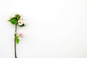 apple tree branch, white background, isolated