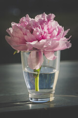 pink peony flower in glass decoration