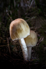 Close-up of mushrooms on a blurred green background.