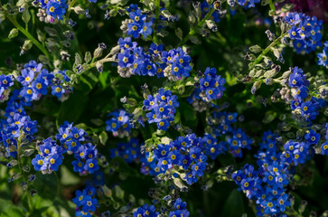 blue forget me not flowers background