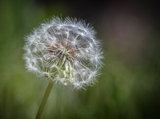 Dandelion in his final phase on a blurred green background. 