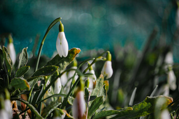 snowdrop, spring bloomers
