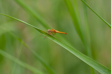 a anisoptera dragonfly sits on a stalk in a meadow