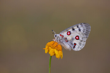 Female Apollo Butterfly, Parnassius apollo