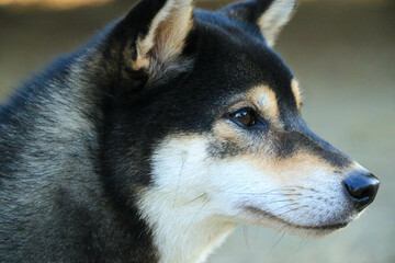 Close-up of Shiba Inu