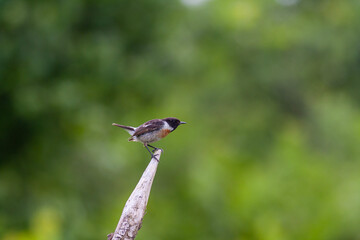 bird looking around  in woodland, European Stonechat, Saxicola rubicola