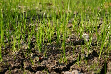 When the mud was exposed to the sun, it was covered with many small grasses.