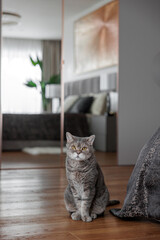Beautiful gray cat in the interior of the house. Modern interior of the living room. Charming gray British short-haired cat sitting. 