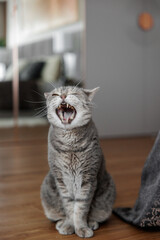 Beautiful gray cat in the interior of the house. Modern interior of the living room. Charming gray British short-haired cat yawning. 