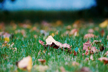 liście na trawie w ogrodzie jesienią