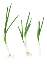 Young green onion isolated on white background with clipping path. Full Depth of field. Focus stacking. PNG
