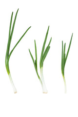 Young green onion isolated on white background with clipping path. Full Depth of field. Focus stacking. PNG