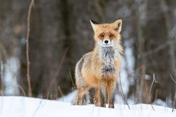 Fox in the winter forest