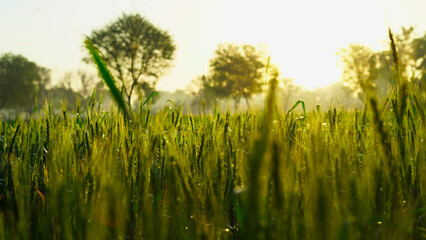 The unripe green wheat field under winter sunset sky with clouds. Focus on the foreground. Wheat raw ears with green leaves. Rural Crops concept in Rajasthan, India