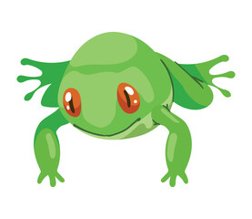 Fototapeta premium green frog amphibian