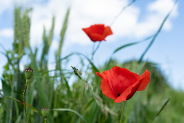 red poppy in a grain field